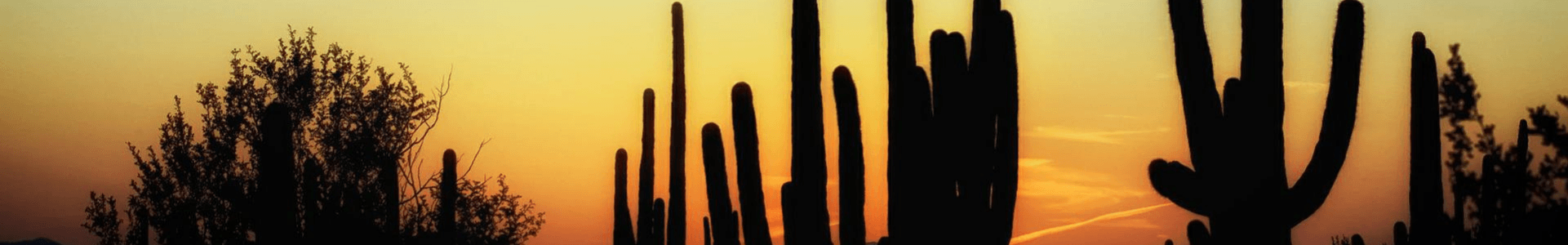 Stock Image of Sunset Behind Cacti and Bushes Shadows